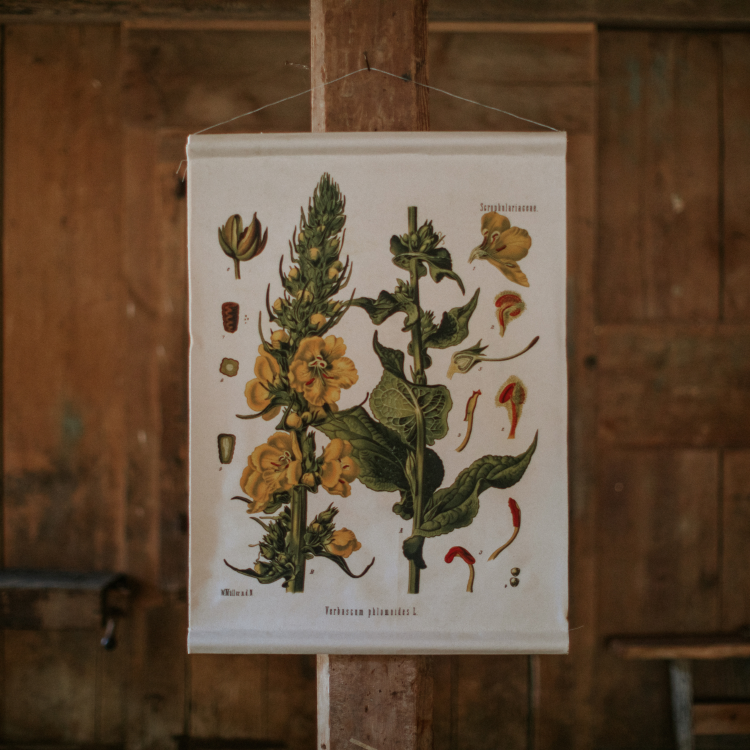 Wolly Mullein Flower - Canvas Wall Hanging